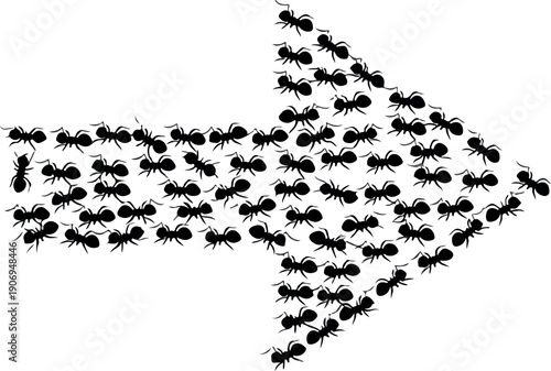 A large group of ants forming an arrow shape on the ground, viewed from above, showcasing their organized movement
