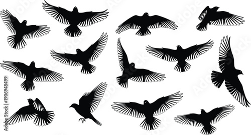 Black silhouette collection of flying birds and pigeons in various flight poses isolated on white background for vector graphic design