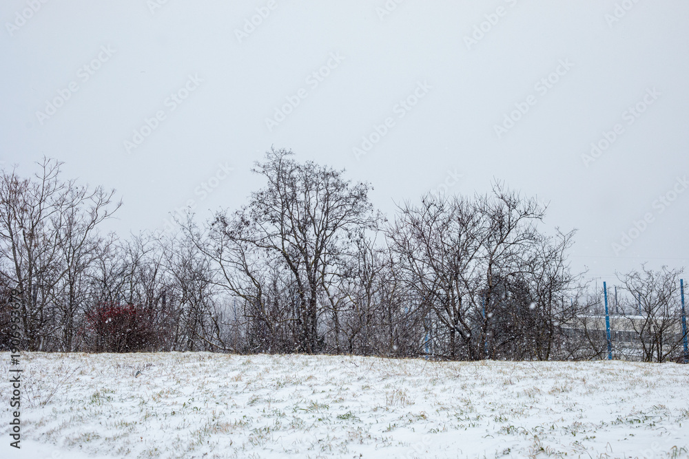 custom made wallpaper toronto digitalOpen snowy field with bare trees during gentle snowfall near urban area. Concept of winter landscape, cold season, nature near the city, calm atmosphere and seasonal change.