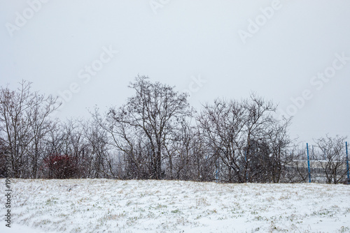 Wallpaper Mural Open snowy field with bare trees during gentle snowfall near urban area. Concept of winter landscape, cold season, nature near the city, calm atmosphere and seasonal change. Torontodigital.ca