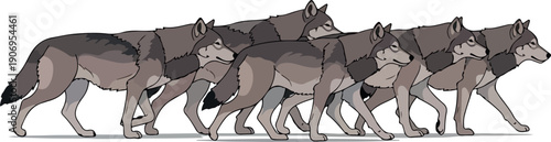 A pack of wolves walking together in a line in a natural landscape from a side viewpoint