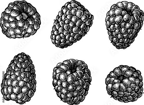 Blackberries. Isolated ink sketch. Hand drawn vintage engraving illustration.