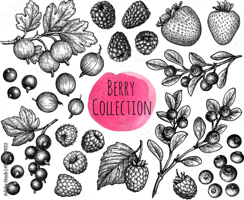 Hand-drawn vintage style berry collection with leaves and branches, isolated on white. Engraving illustration. Ink sketches.