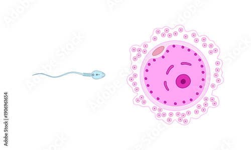 insemination and fertilization. female and male egg cells. Vector illustration of human sexual reproduction, fertilization proces. Design for clinic poster, laboratory, and education