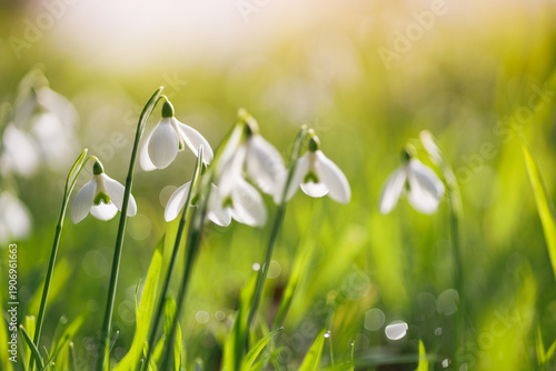 Photos close up of snowdrop flowers backlit in woodland