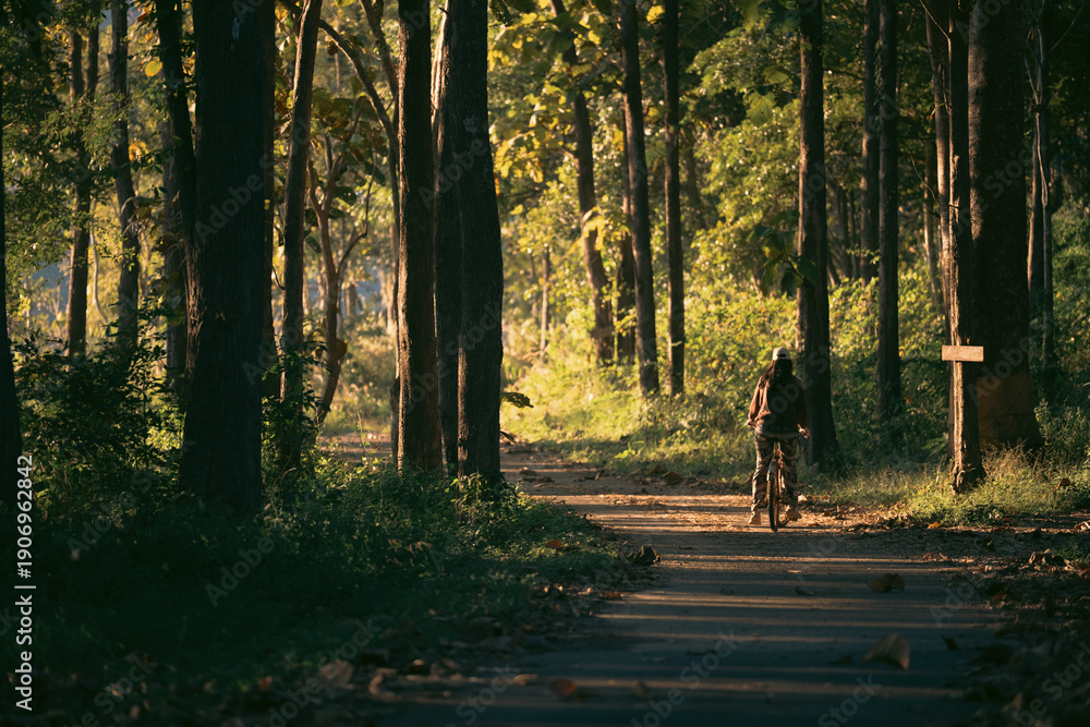 Fototapeta premium Bicyclist cycling through summer green forest, enjoying nature lifestyle, fitness and wellness journey, peaceful recreation and adventure in a trees park, freedom, happiness, healthy leisure travel