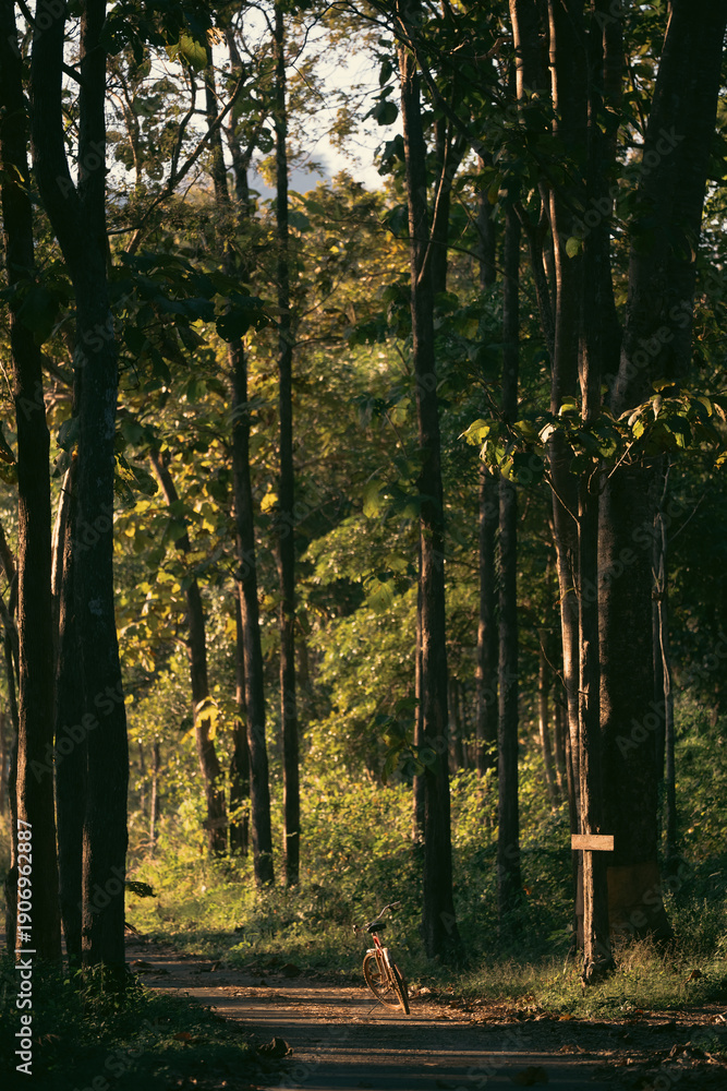 Naklejka premium Bicyclist cycling through summer green forest, enjoying nature lifestyle, fitness and wellness journey, peaceful recreation and adventure in a trees park, freedom, happiness, healthy leisure travel