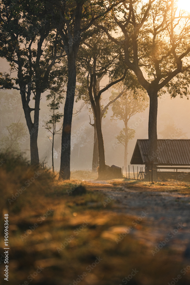 Naklejka premium Misty forest sunrise cabin countryside nature trees sunlight morning rural landscape wooden hut peaceful atmosphere foggy environment tranquil scenery with warm golden light through tall trees