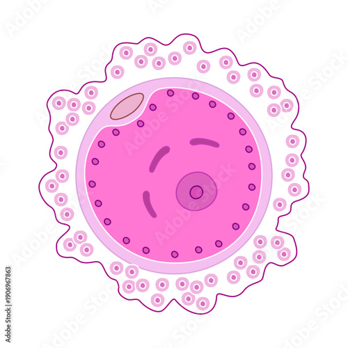 human egg cell illustration, egg cell in female, Female egg cell icon. vector design of human sexual reproductive system and pregnancy. element design for clinic, laboratory, and education.	