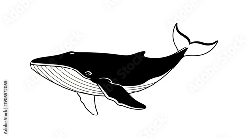 Black and White Illustration of a Humpback Whale Swimming