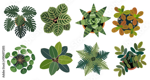 Set of colorful hand drawn flat vector house plants top view including monstera, philodendron, snake plant, fern and succulents, isolated on transparent background
