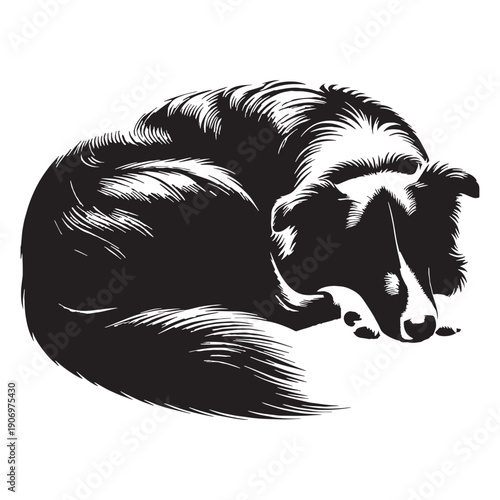 PBorder Collie – The Smartest Dog
Intelligent Border Collie Dog,Energetic Border Collie in Action,Cute Border Collie Puppy,Working Border Collie Herding Dog,Playful Border Collie Pet.