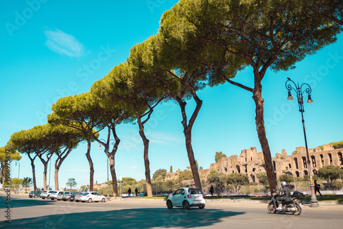 Obraz na plátně Avenue with tall pine trees near ancient Roman ruins on a sunny day