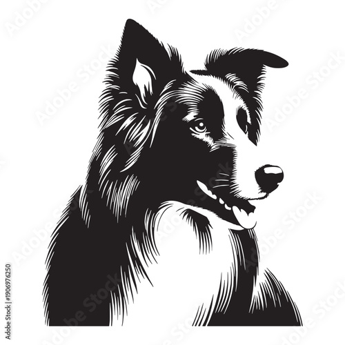 PBorder Collie – The Smartest Dog
Intelligent Border Collie Dog,Energetic Border Collie in Action,Cute Border Collie Puppy,Working Border Collie Herding Dog,Playful Border Collie Pet.