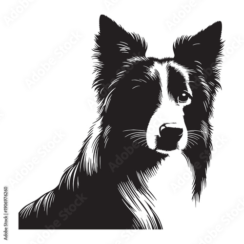 PBorder Collie – The Smartest Dog
Intelligent Border Collie Dog,Energetic Border Collie in Action,Cute Border Collie Puppy,Working Border Collie Herding Dog,Playful Border Collie Pet.