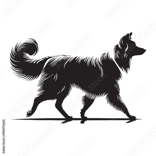 PBorder Collie – The Smartest Dog
Intelligent Border Collie Dog,Energetic Border Collie in Action,Cute Border Collie Puppy,Working Border Collie Herding Dog,Playful Border Collie Pet.