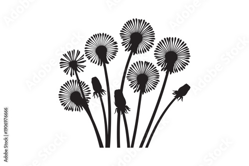 Group of dandelions in different stages of bloom and seed heads with leaves, isolated on white background, natural elements