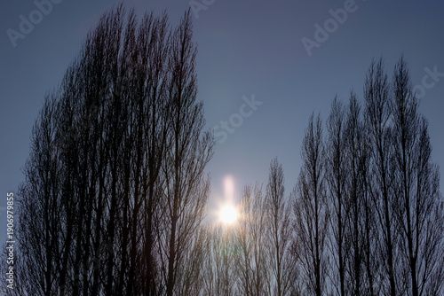 Winter landscape with, Leafless tree and twigs under blue clear sky and sparkle sun or sunbeam, Silhouette of bare branches trees with warm sunlight in the afternoon, Nature texture pattern background