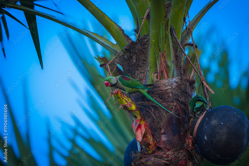 Fototapeta premium parrot on plam tree