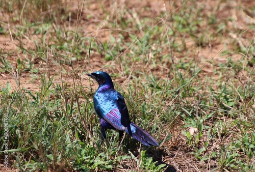 Greater blue-eared glossy starling standing on dry grassland, showing iridescent blue and violet plumage in natural daylight in Kruger National Park, South Africa.