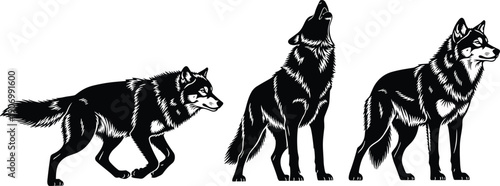Set of wolf illustrations in different poses including walking, howling and standing, detailed black animal artwork isolated on white background for wildlife and nature design