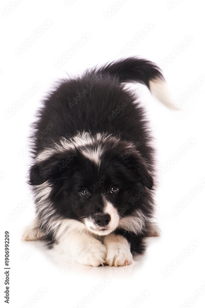 Fototapeta premium Border Collie Welpe isoliert auf weißem Grund