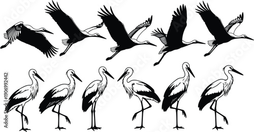 Stork bird silhouette collection showing flying sequence and standing poses, elegant wildlife vector illustration set, avian anatomy reference isolated on white background