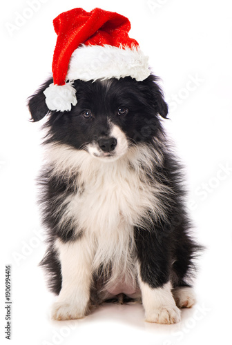 Border Collie Welpe mit Weihnachtsmütze