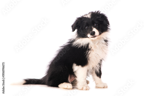 Sitzender Border Collie Welpe isoliert auf weißem Grund