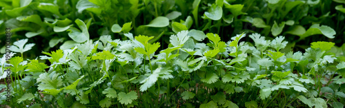 Fresh aromatic herbs growing in a neat row: cilantro, arugula and parsley. Organic homegrown greenery, healthy food concept, cooking ingredients, gardening and sustainable lifestyle. Natural green 