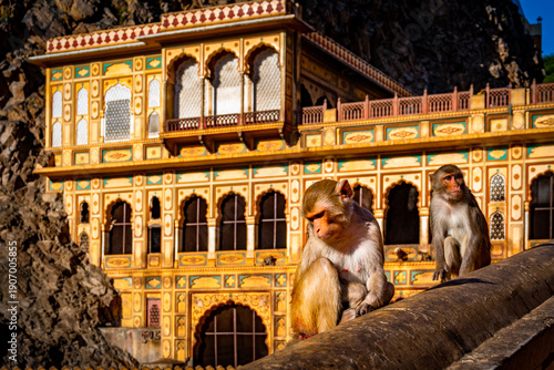 Canvas Print Rhesus macaque monkey in Galta Ji temple courtyard Jaipur