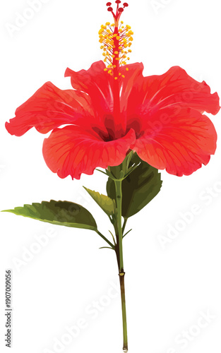 Red Hibiscus Flower Detailed Vector Illustration for Botanical Design and Floral Elements Isolated on White Background