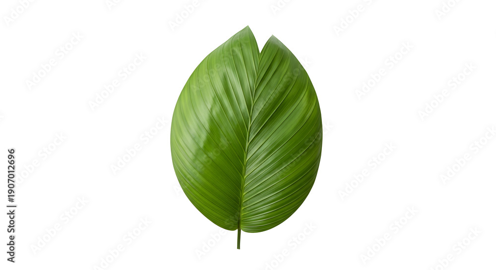 Obraz premium A vibrant green leaf on transparent background