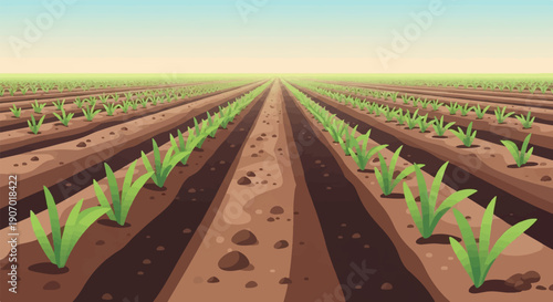Rows of young green plants grow in neat lines across a brown field