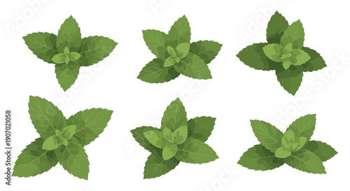 Set of six clusters of fresh green mint leaves in a lush and detailed flat design style for culinary or health themes.