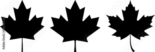 Black maple Leaf  Vector icon Set  and Detailed Silhouette for Autumn Design
