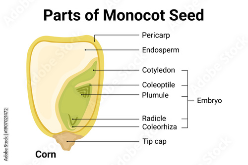 Parts of monocot seed diagram with labeled internal structure of corn seed for plant biology and science education