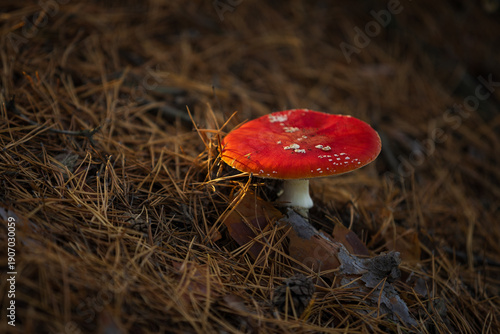 mushroom fly agaric red with white dots
