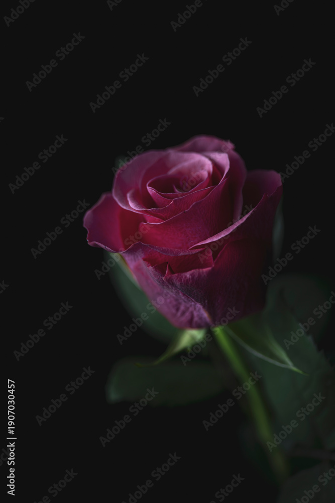 Fototapeta premium Majestic deep purple rose on long stem, moody low key floral portrait on black background, elegant botanical fine art