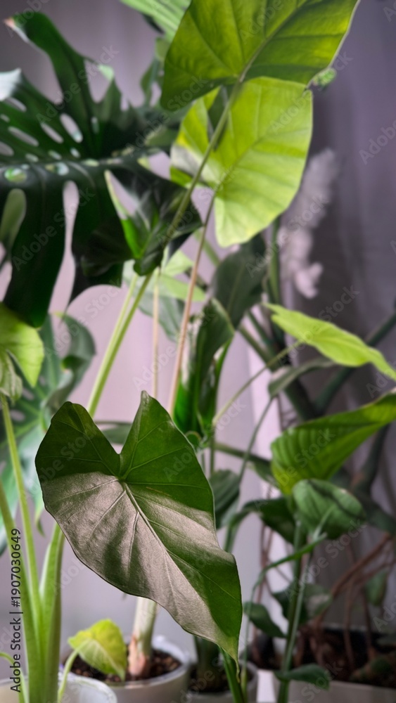 Obraz premium Tropical houseplant leaves of monstera, alocasia and strelitzia in an indoor jungle interior with grow light. Modern home greenery, urban gardening, plant care and botanical decor concept.