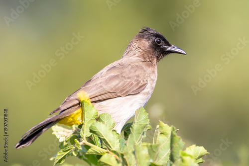 Dark-capped Bulbul (Picnonotus tricolor) Mpumalanga, South Africa perching on bush