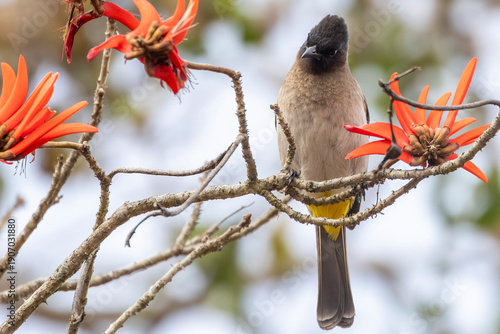 Dark-capped Bulbul (Picnonotus tricolor) perched on flowering Coral Tree, Mpumalanga, South Africa