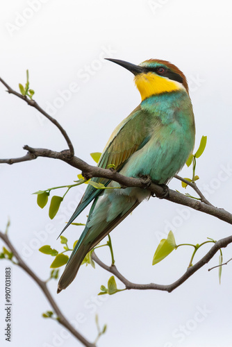 European Bee-eater (Merops apiaster) perched in Mopane tree Limpopo, South Africa, summer migratory bird