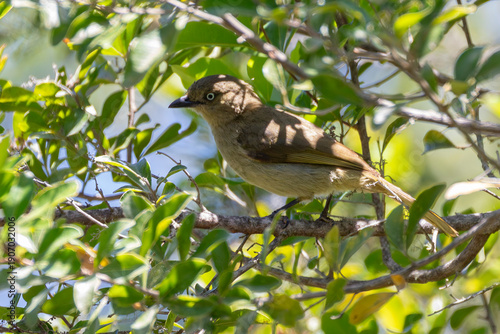 Sombre Greenbul (Andropadus importunus) in  montane forest Nature's Valley, Western Cape, South Africa