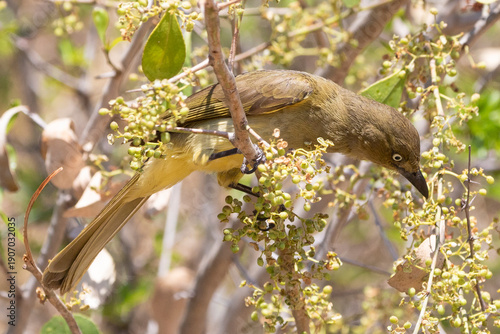 Sombre Greenbul (Andropadus importunus) Mpumalanga, South Africa foraging for berries