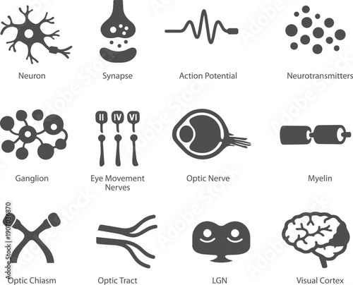 Eye Nervous System Icons Set for Medical Education, Visual Pathway Optic Nerve Optic Chiasm LGN Visual Cortex, Monochrome Vector