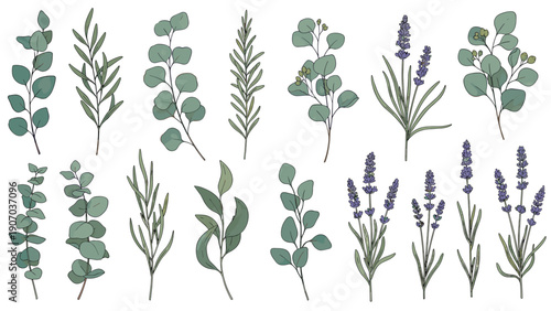 Collection of hand drawn eucalyptus leaves and lavender branches for aromatherapy, spa, and natural wellness design projects.