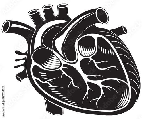 Anatomical Human Heart SVG – Realistic Cardiology Illustration Vector .