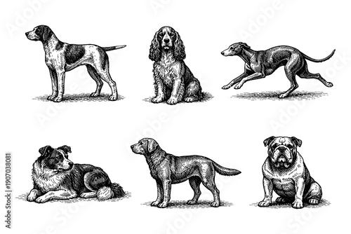 Vintage engraved dog collection featuring various breeds in detailed monochrome style