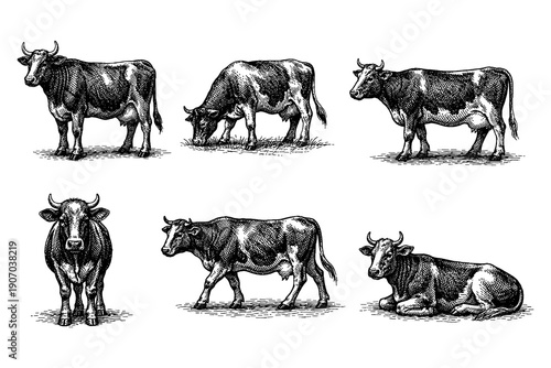 Hand drawn cow collection: detailed farm animal sketches in vintage style